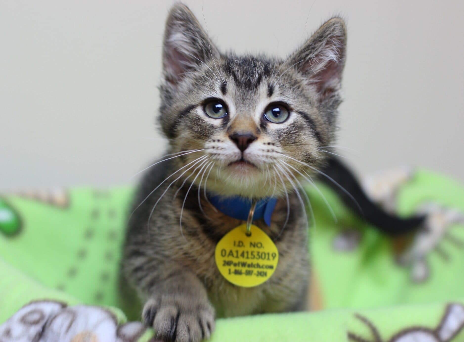Grey tabby kitten on green blanket