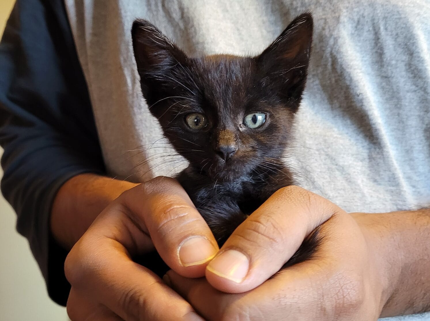 close up of kitten cradled between two hands
