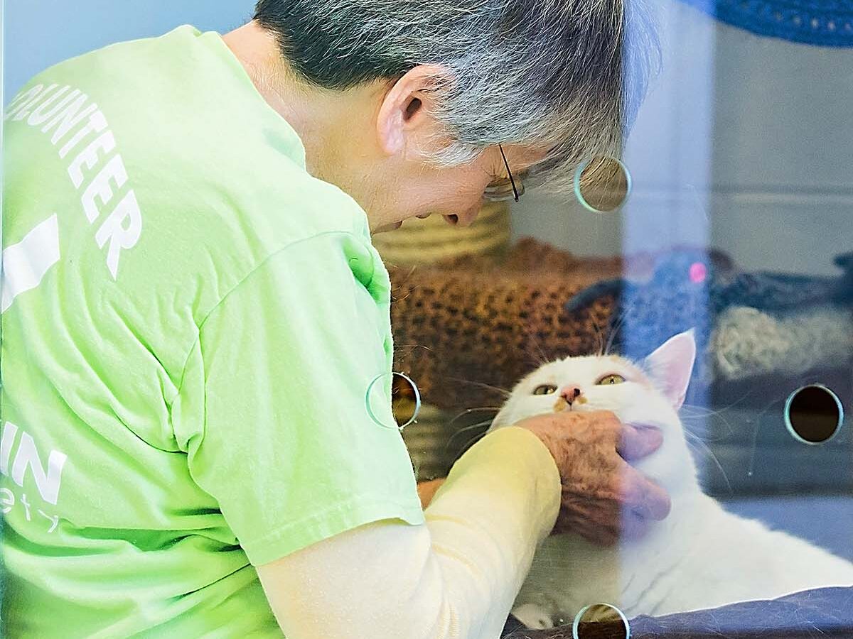 volunteer pets cat