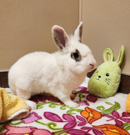 Bunny-proofing Your Home