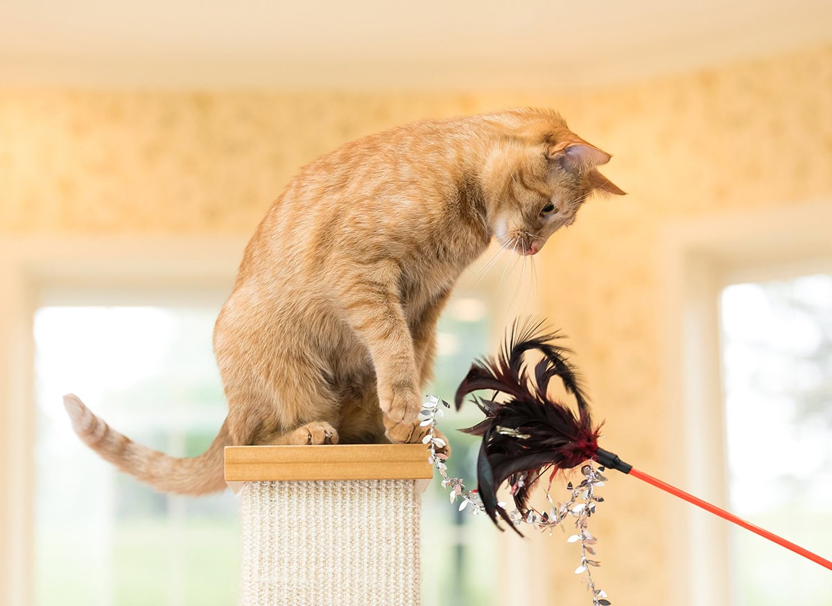 cat on perch with toy