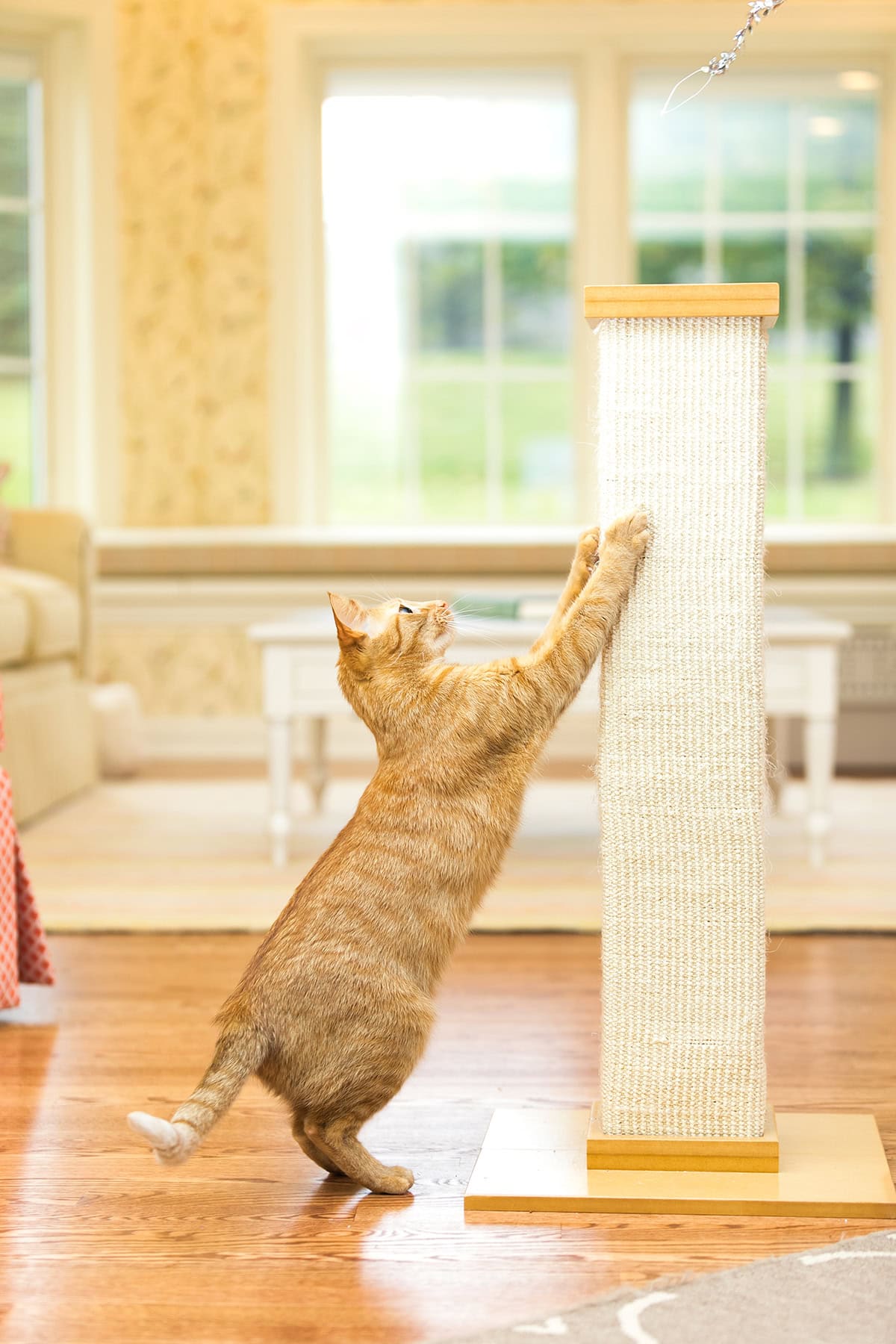 cat using scratching post