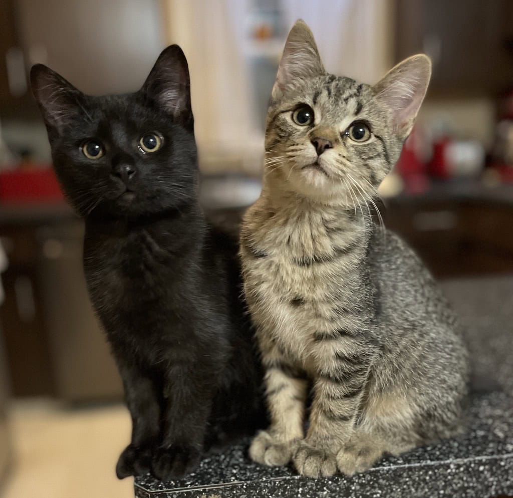 Countertop Jumping in Cats