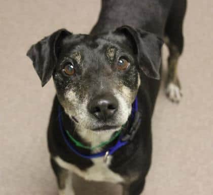 Selecting a Dog Professional