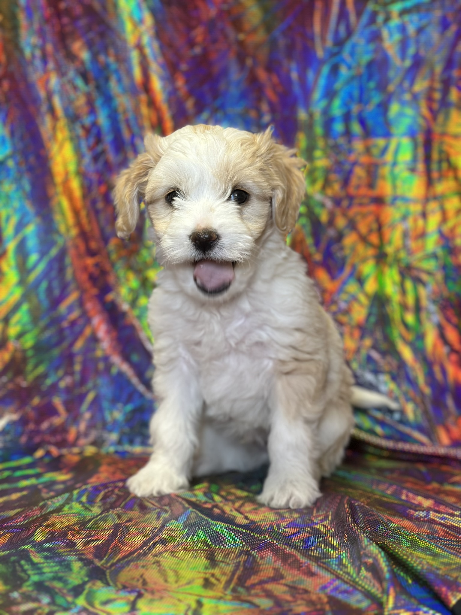 puppy sitting