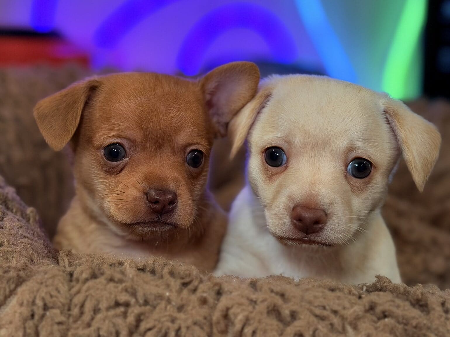two puppies sit side by side