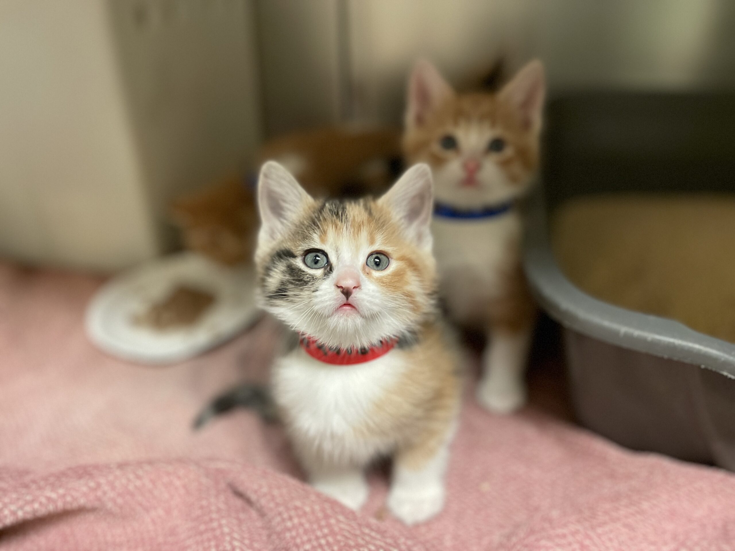 Litter Box Success