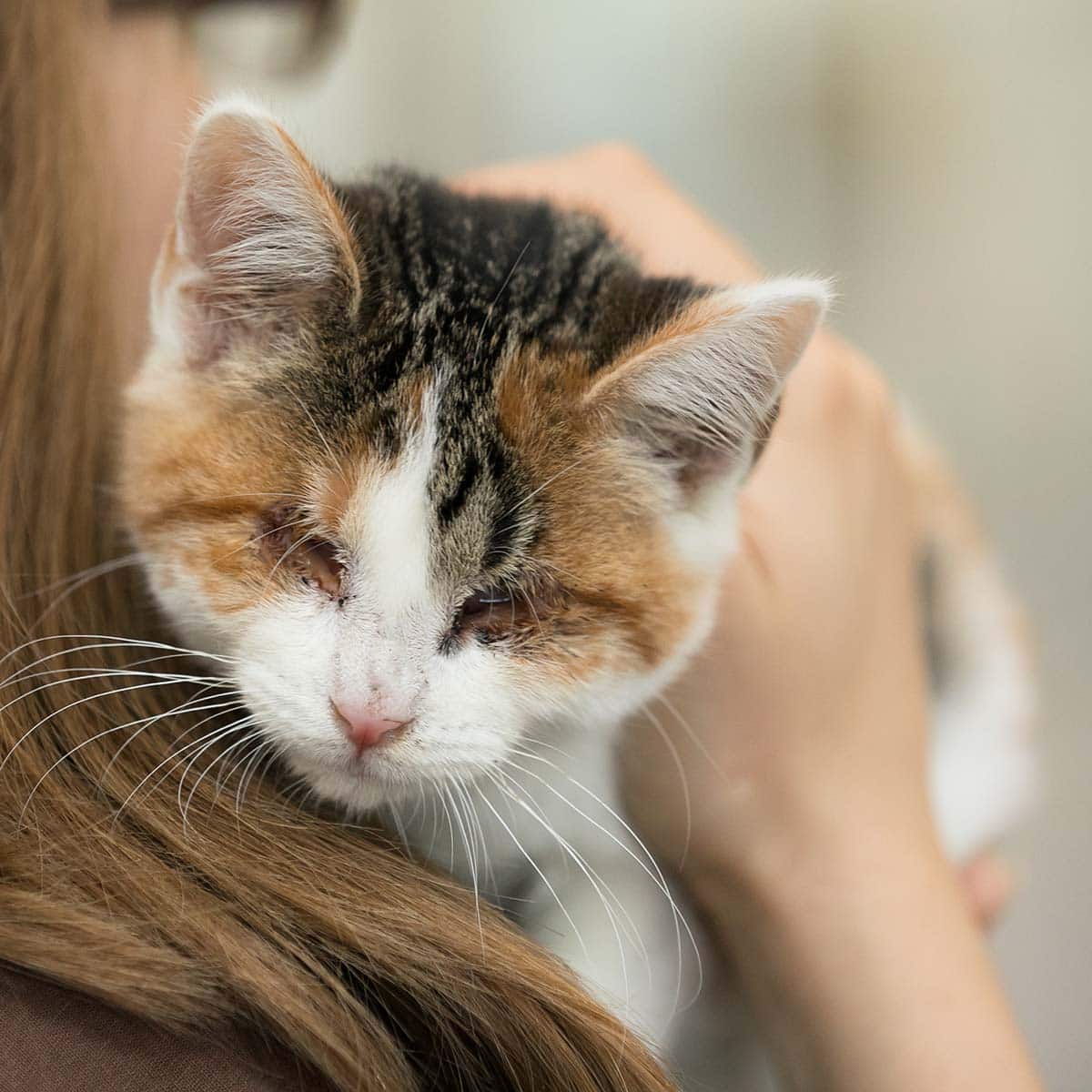 cat with eye infection held