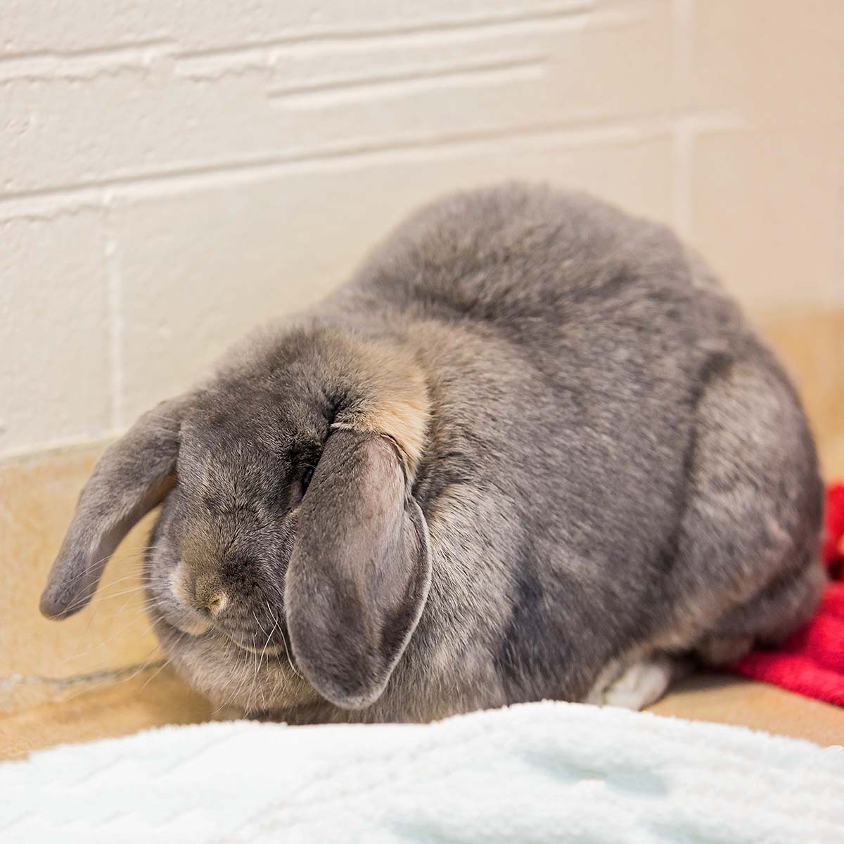 Grey Bunny