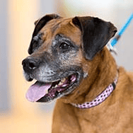 senior dog with gray muzzle