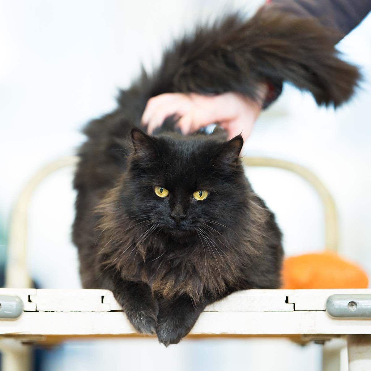 cat getting pet