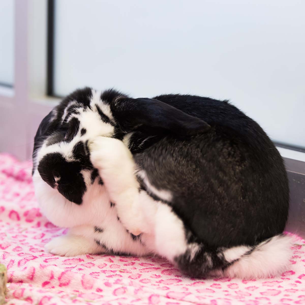Black and white bunny