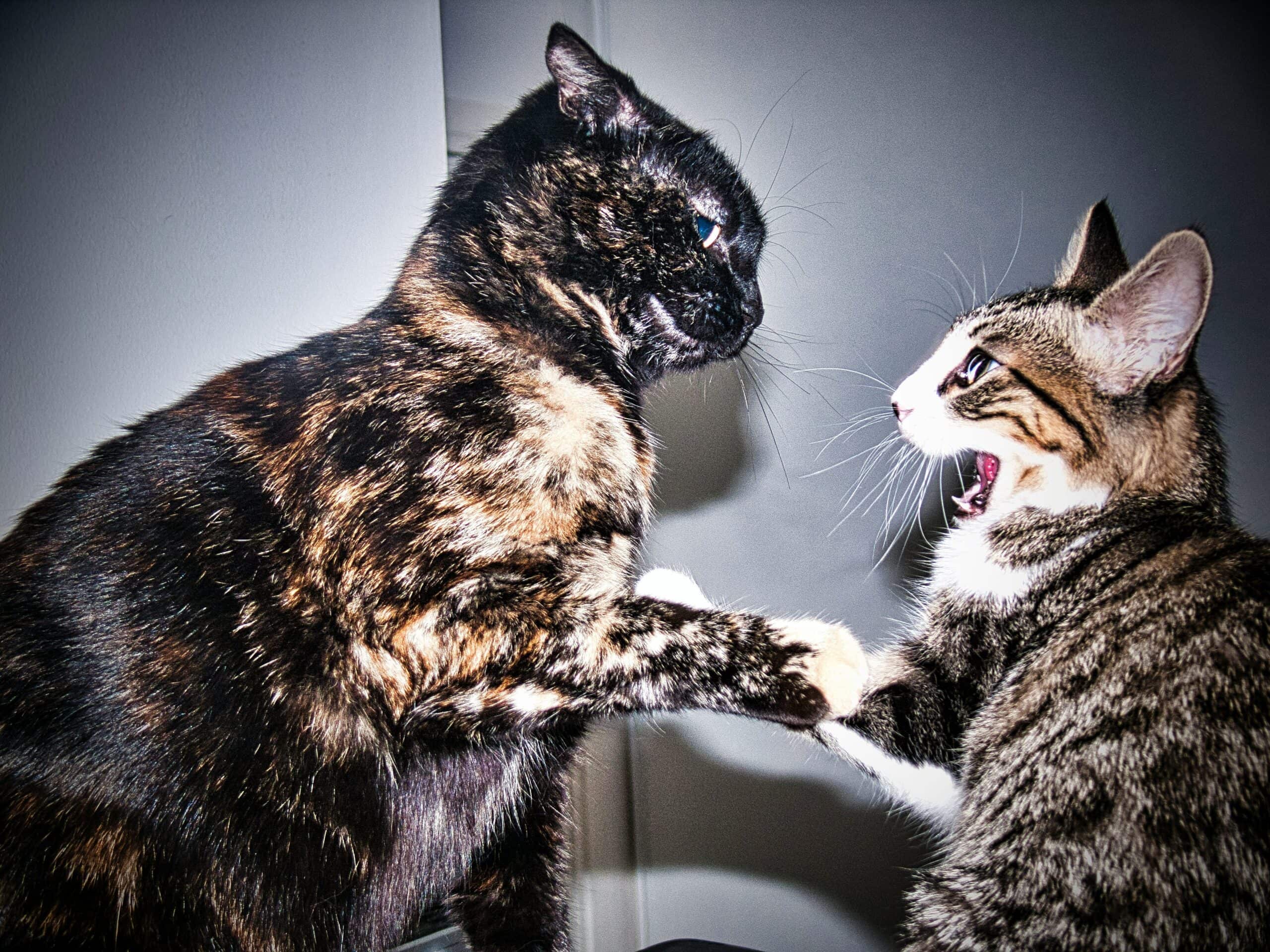 one cat swats at another