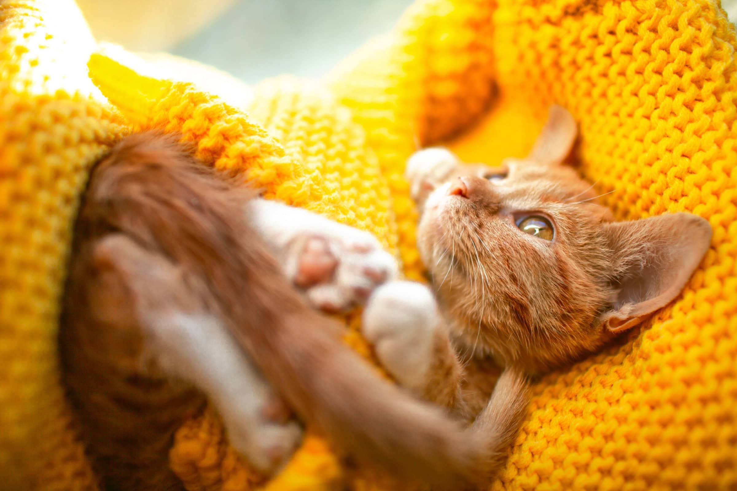An orange kitten on a sweater