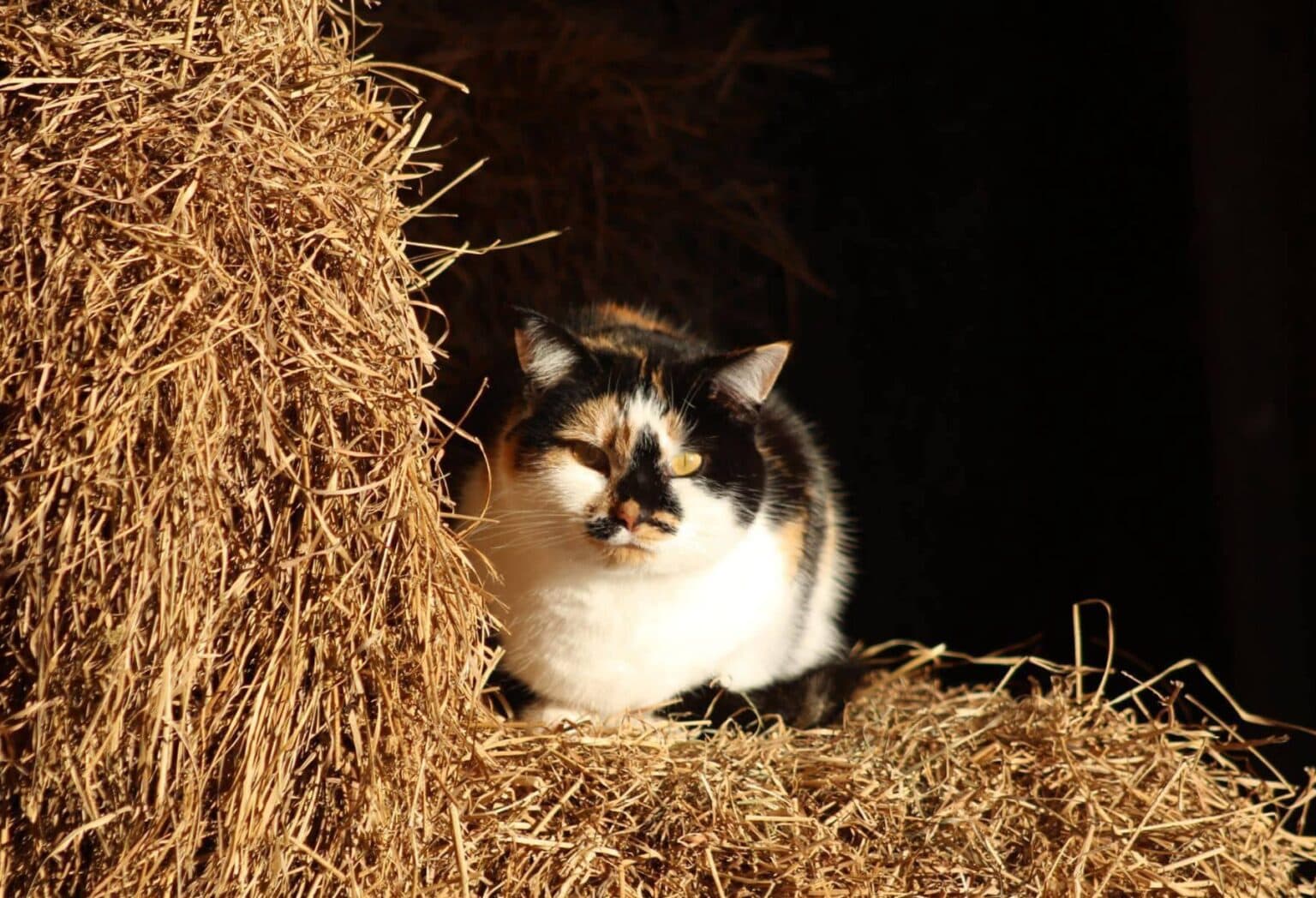 Barn Cat Spay/Neuter Program - Wisconsin Humane Society