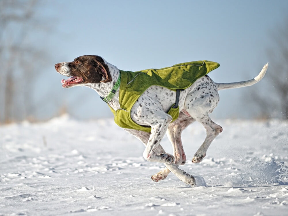 White and brown dog wearing green vest running through the snow