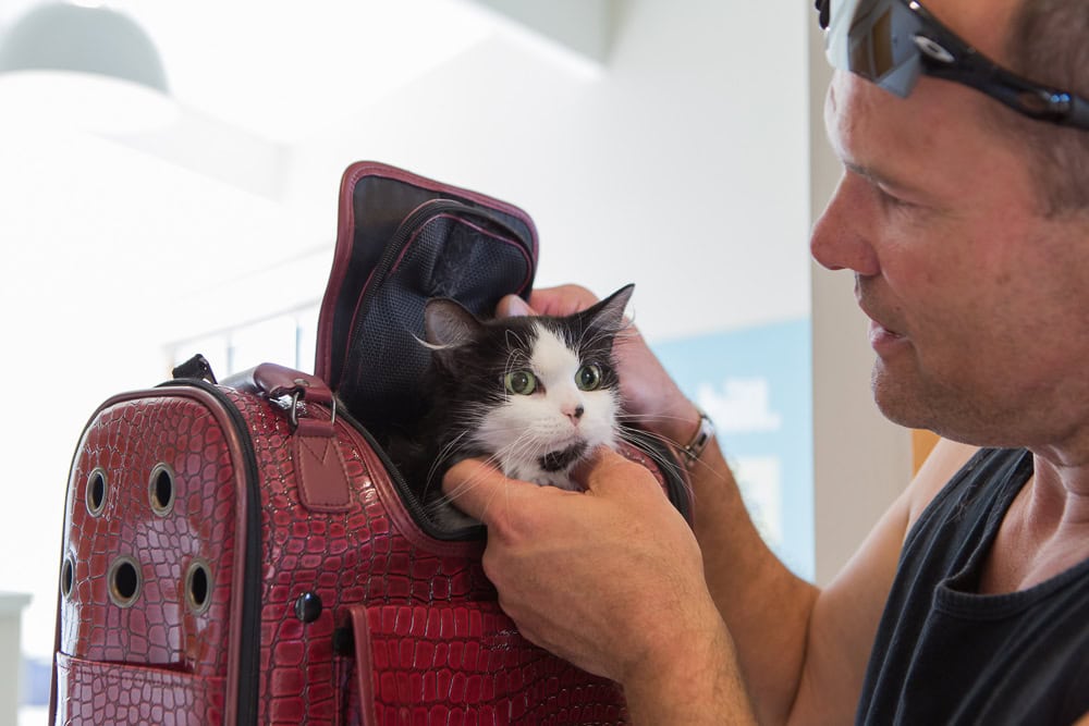 Man pets black and white cat who is peeking out of red carrier bag