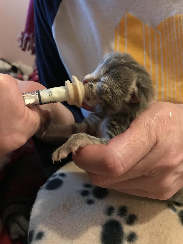 Volunteer syringe feeding a neonatal kitten