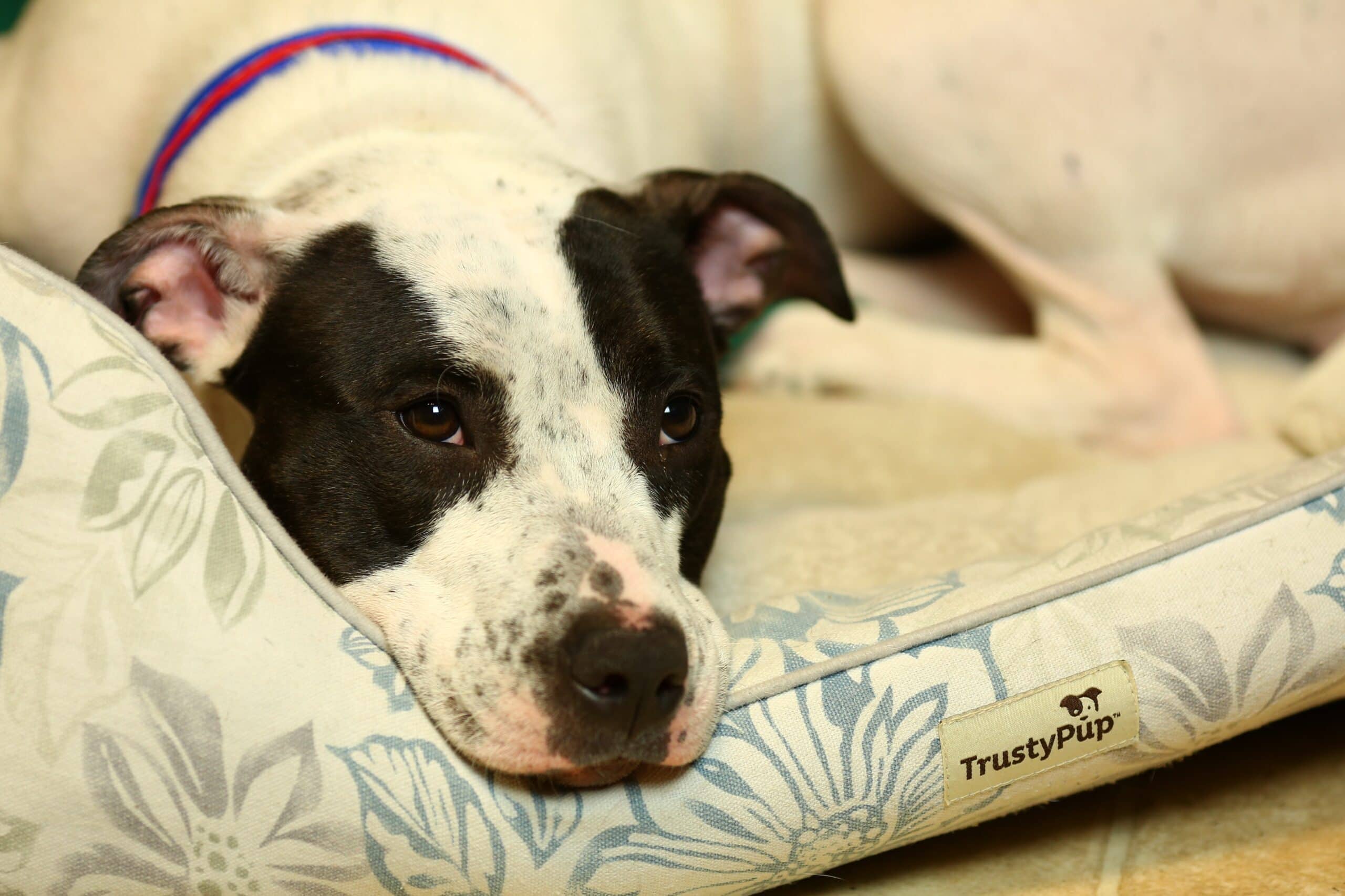 White and white dog laying in their bed