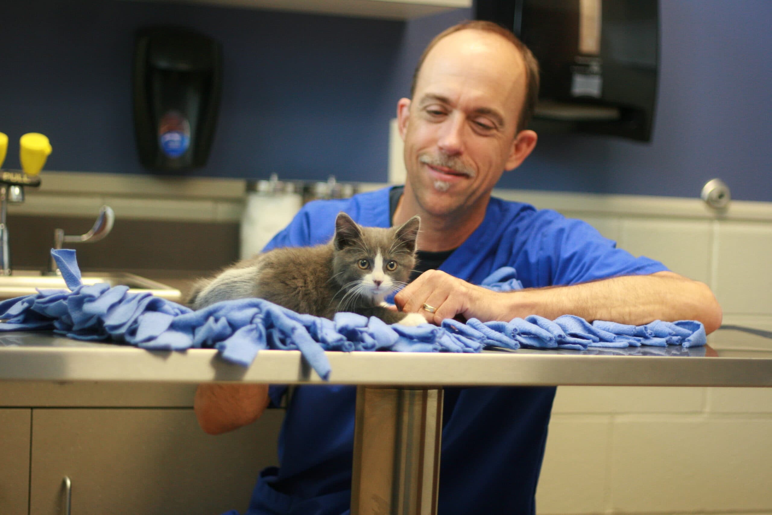 Veterinarian smiles with grey kitten on exam table