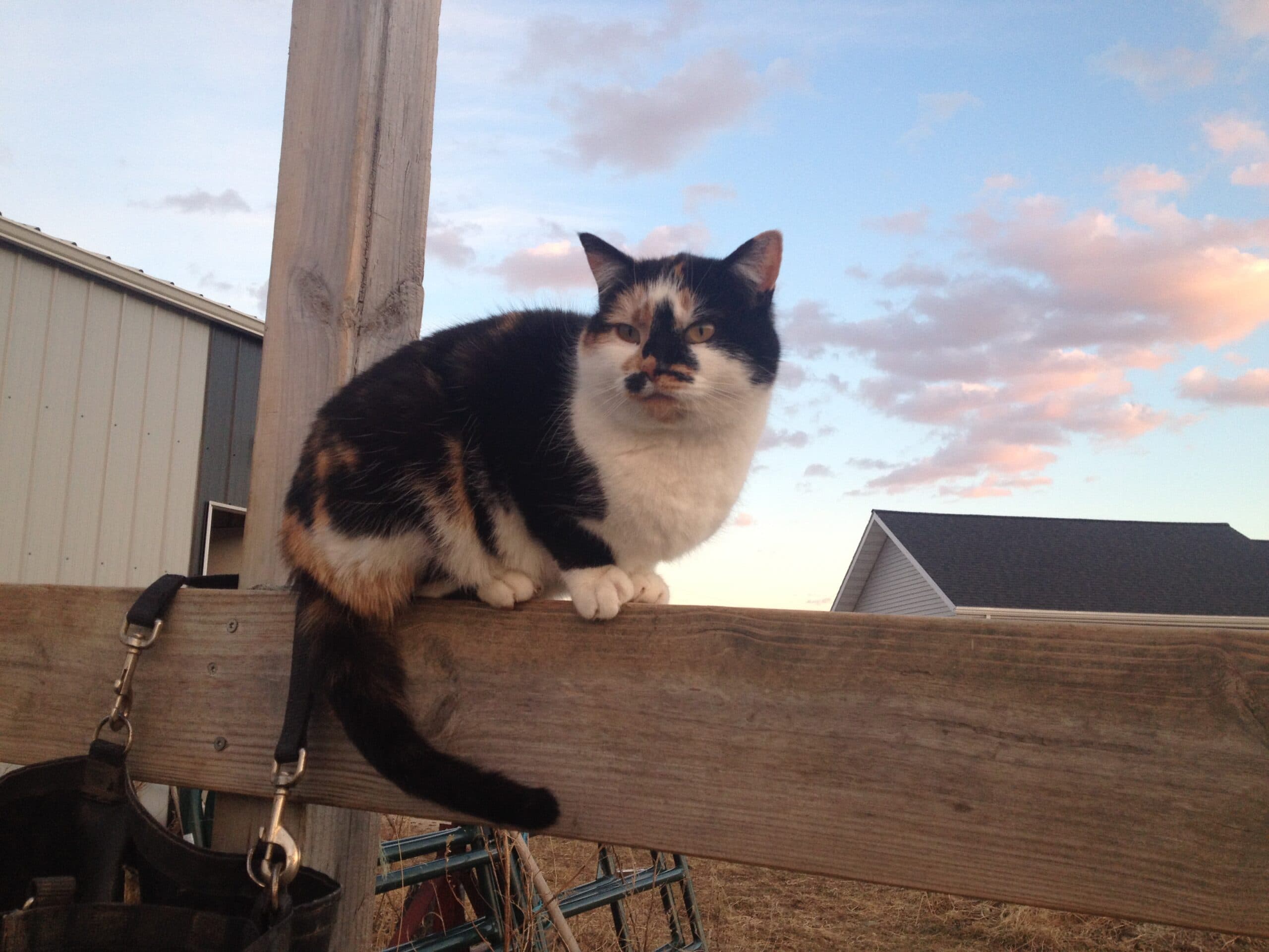 Calico cat perches atop a fence near stables