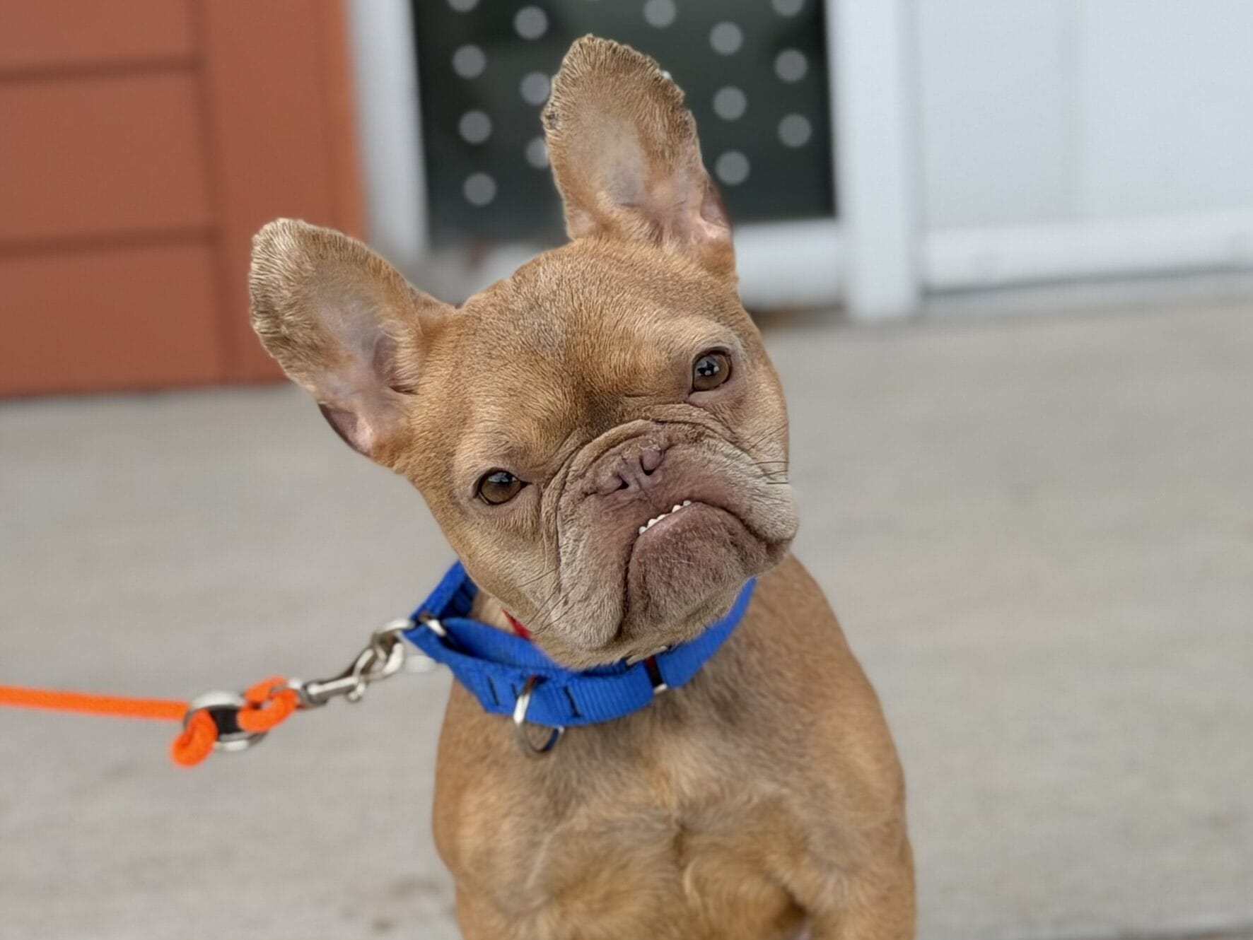 Selecting a Reputable Breeder