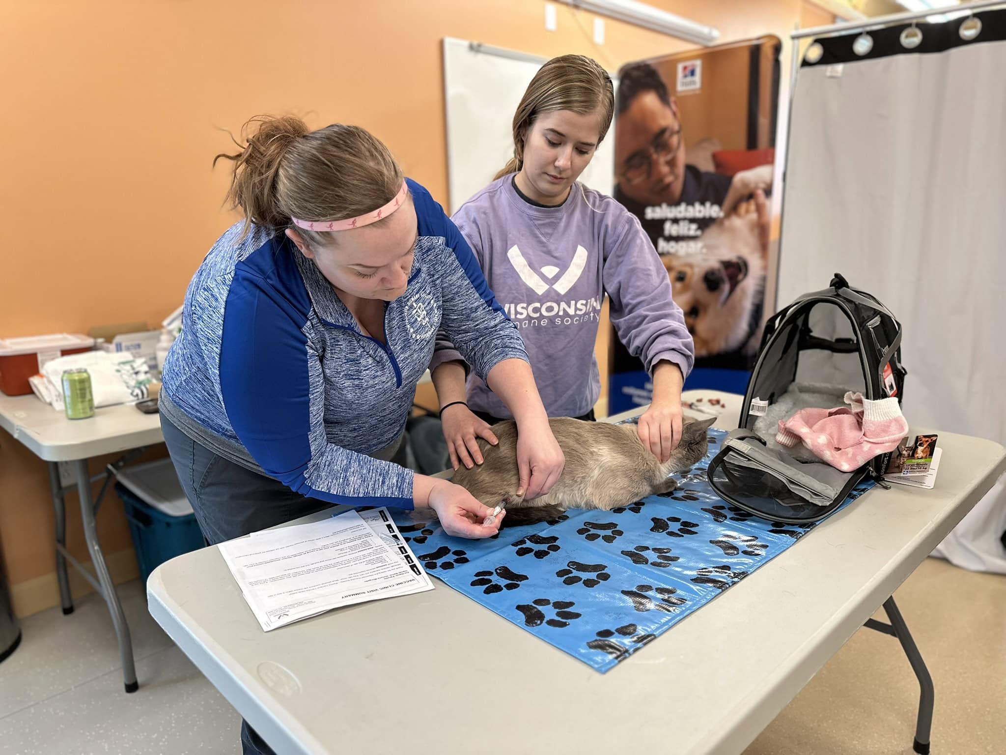Two staff members administering a vaccine to a cat, on table