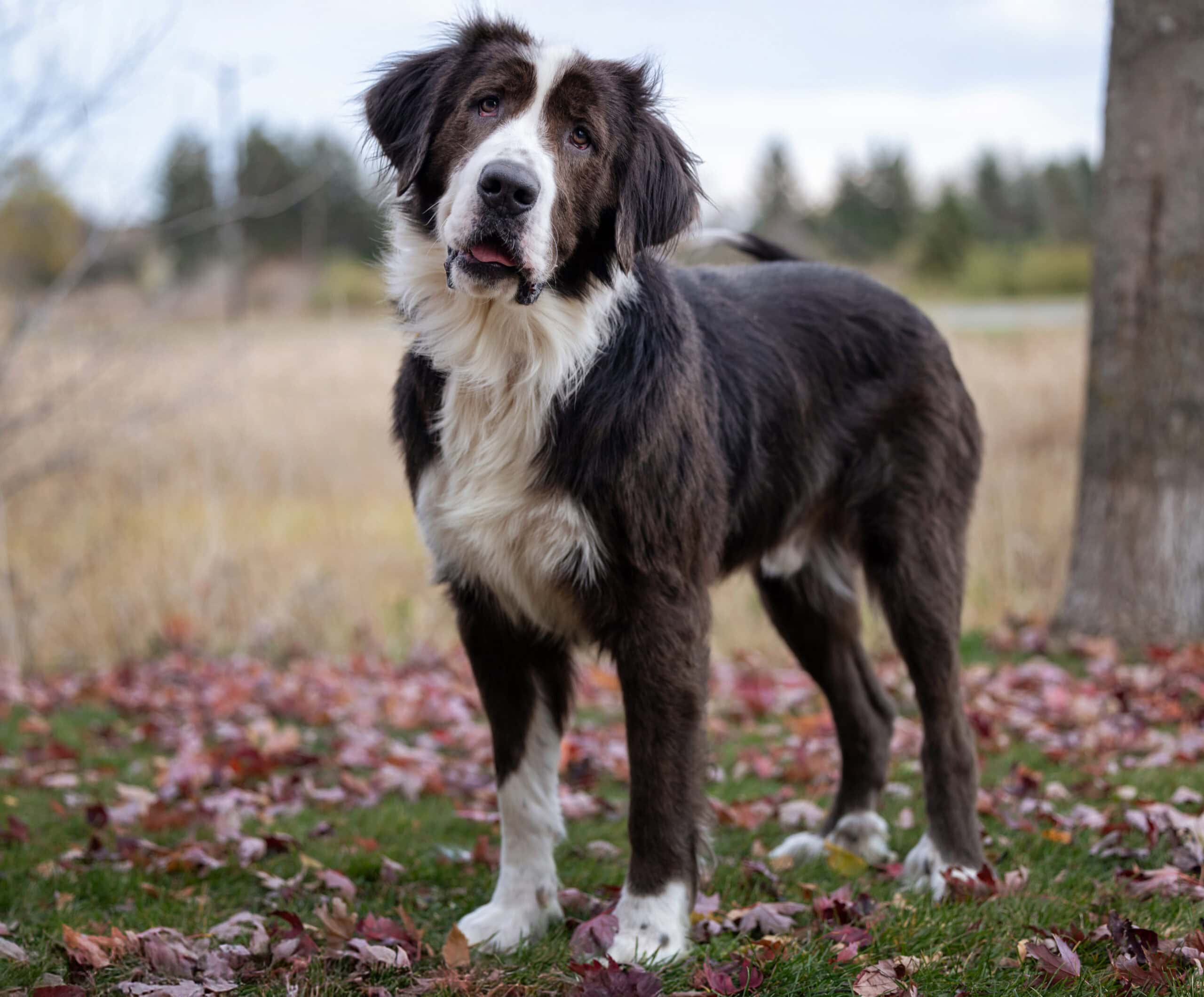 Brown and white dog stands in fall field