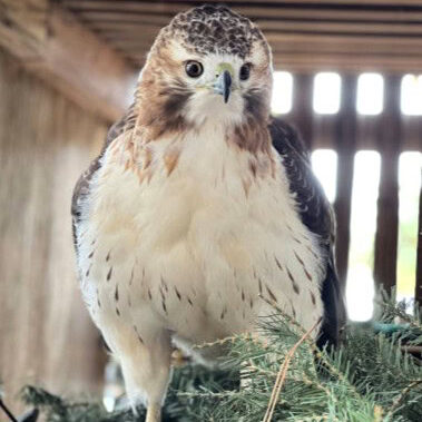 Red tailed hawk on perch inside outdoor recovery enclosure