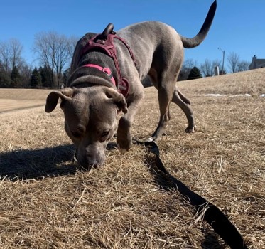 Short haired dog walking in a field sniffing the ground
