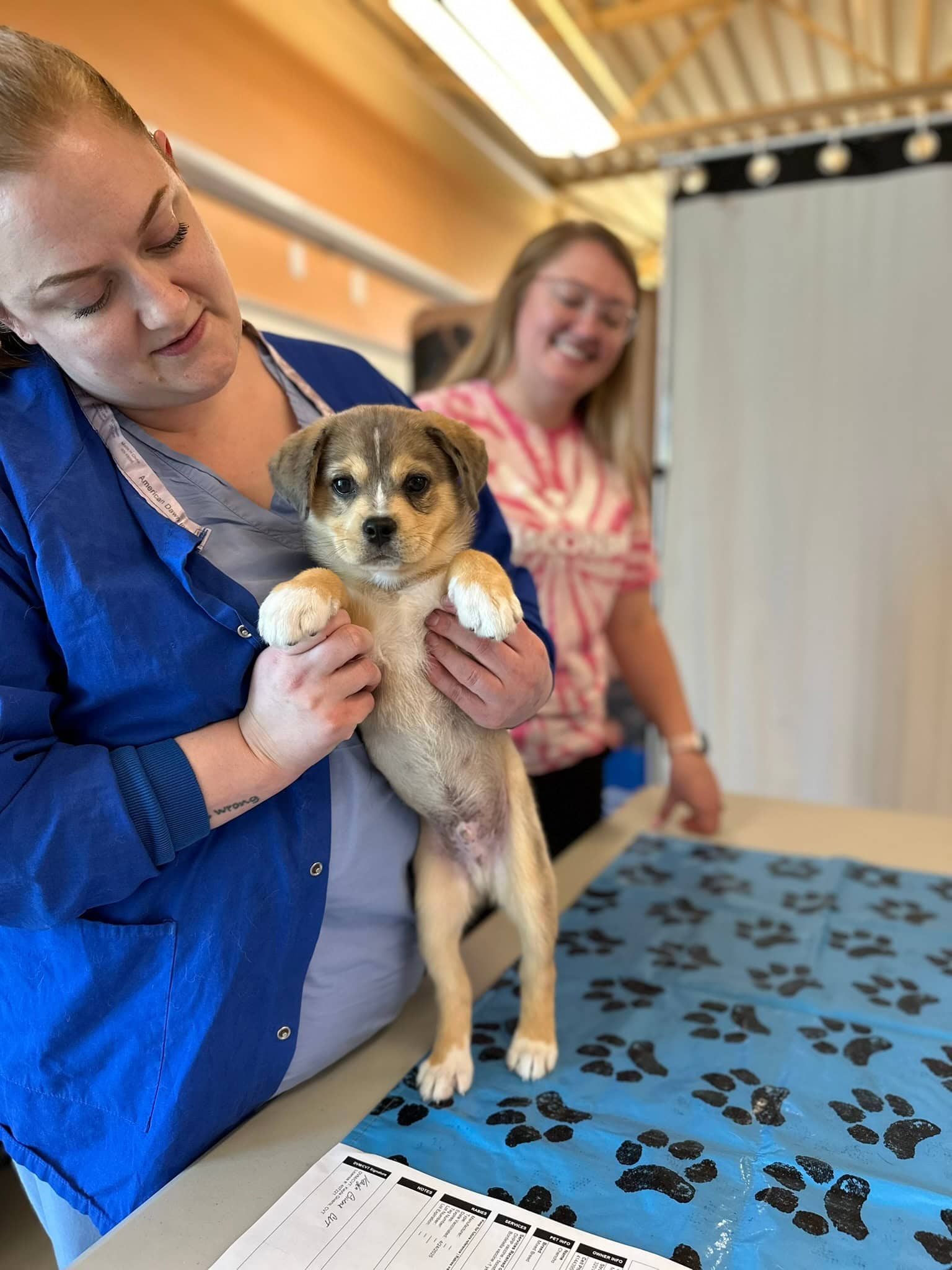Staff member holding puppy at a vaccine clinic