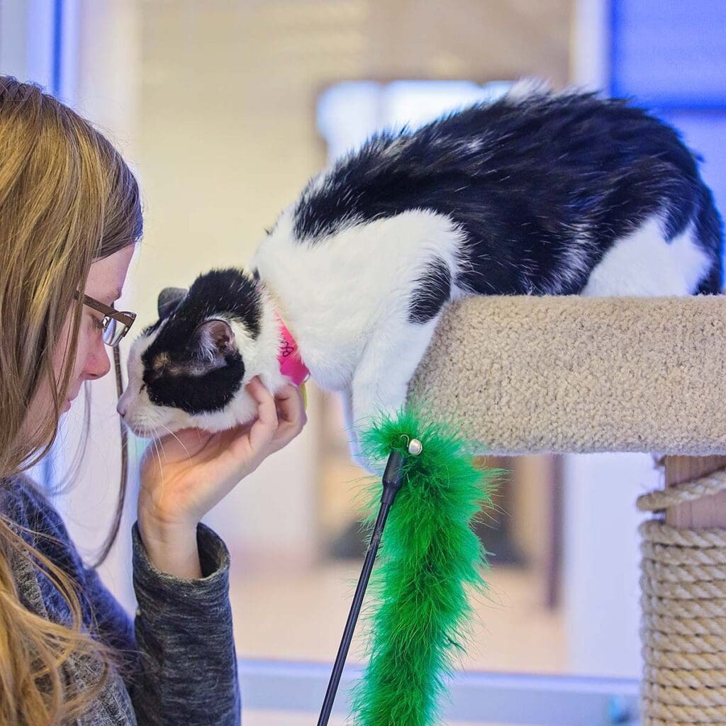 Woman with glasses scratches under the chin of a happy, black and white cat on a climber