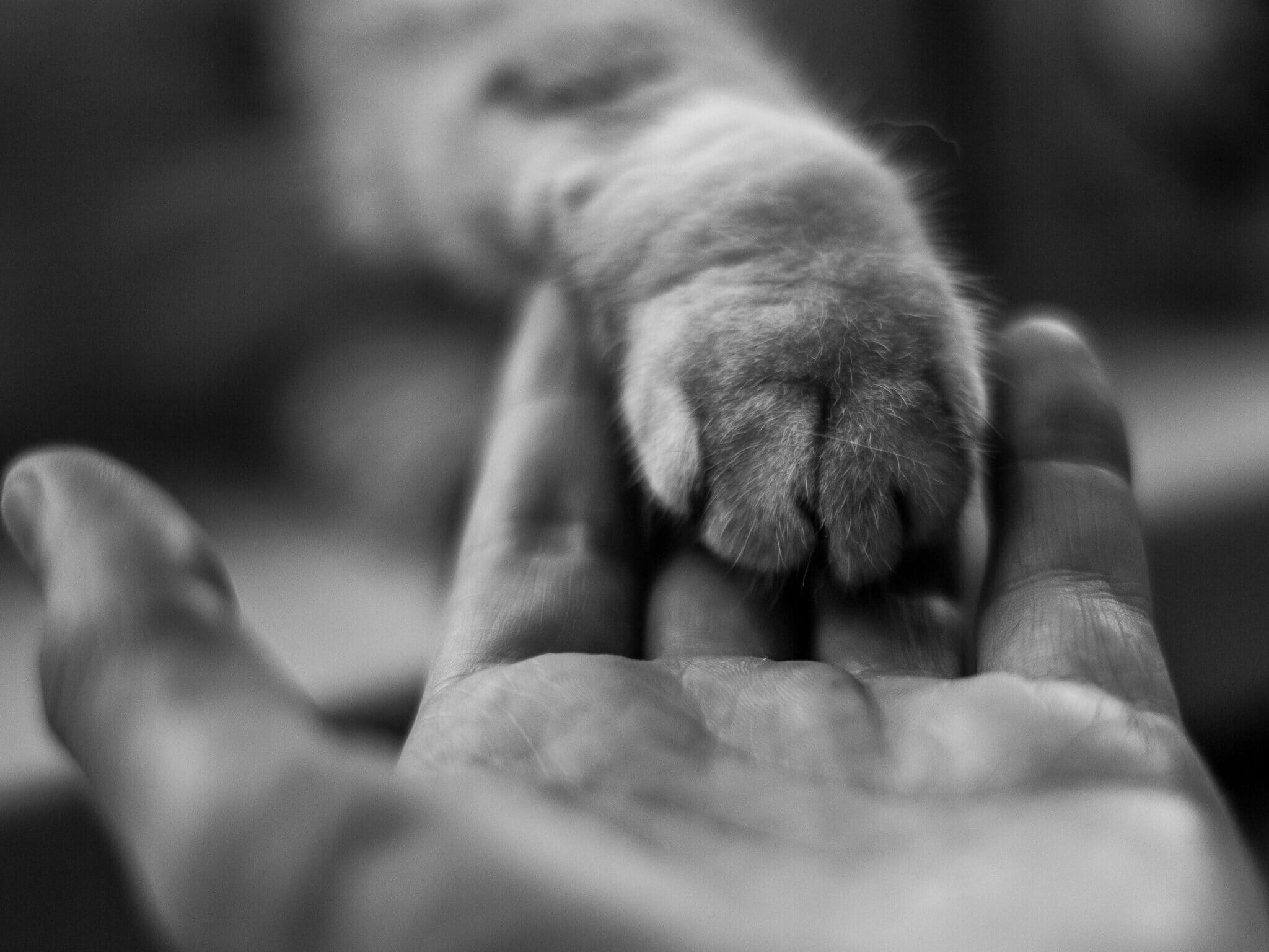 black and white close up photo of cat paw on human hand