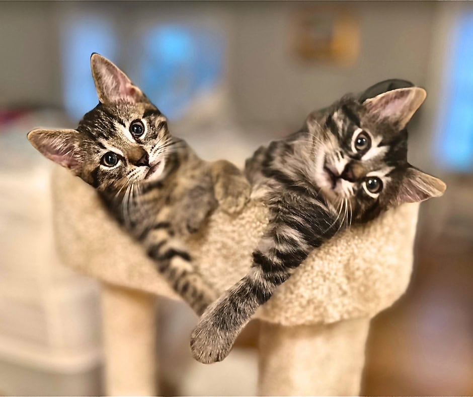 two tabby kittens hang arms off a cat tree forming a heart shape