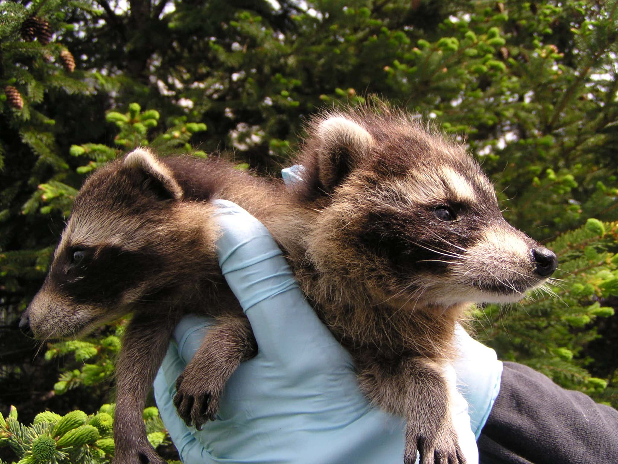two baby raccoons being held