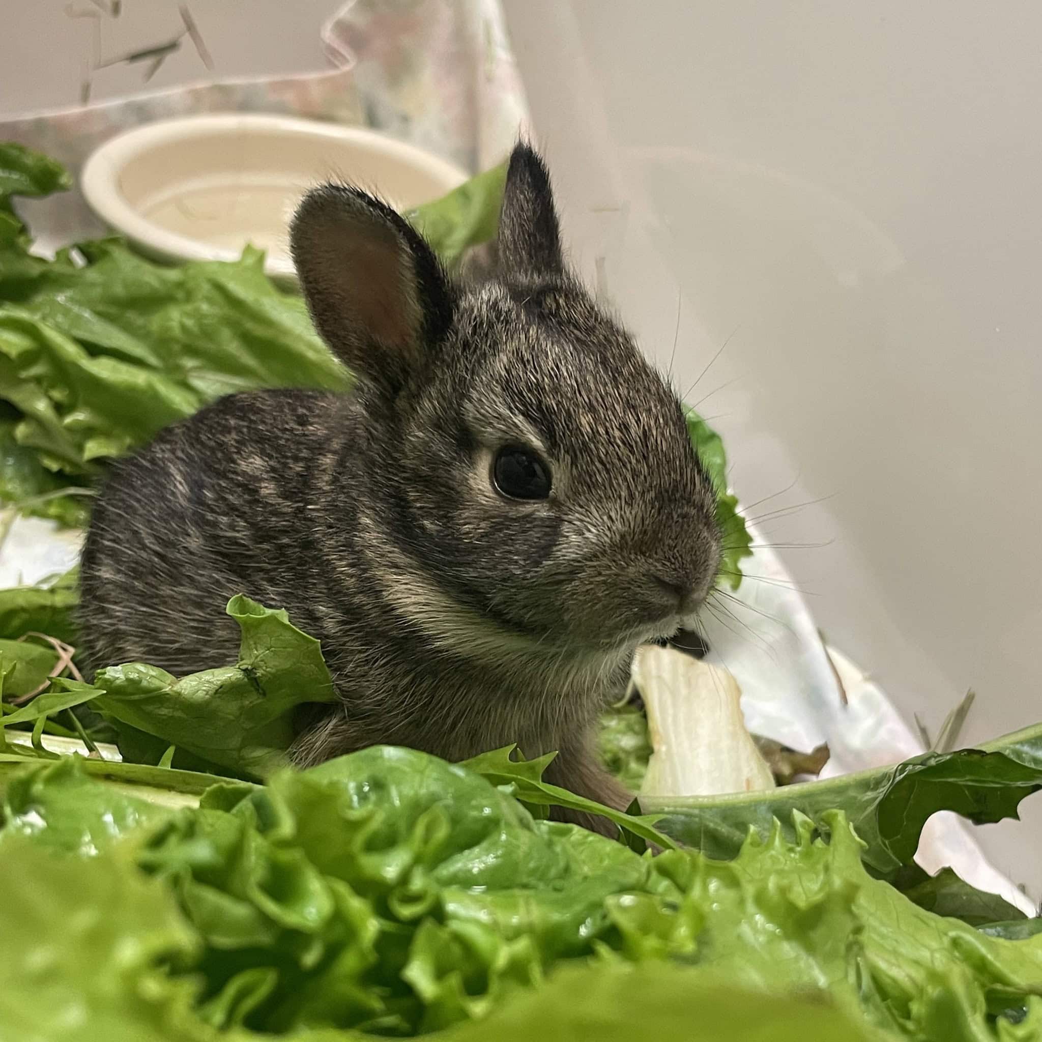 Baby bunny eating greenery