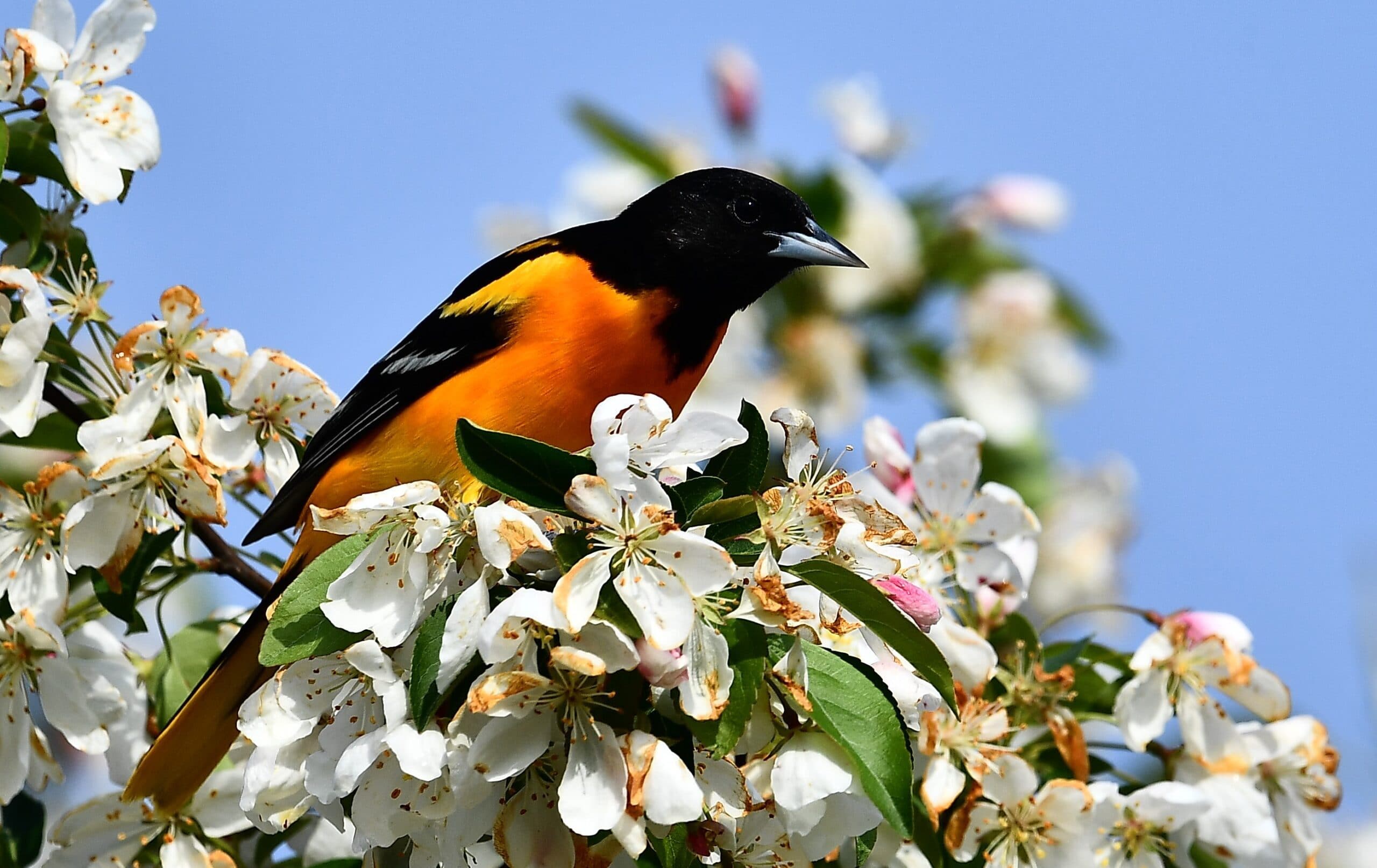 vibrant balrtimore oriole sits in flowering tree