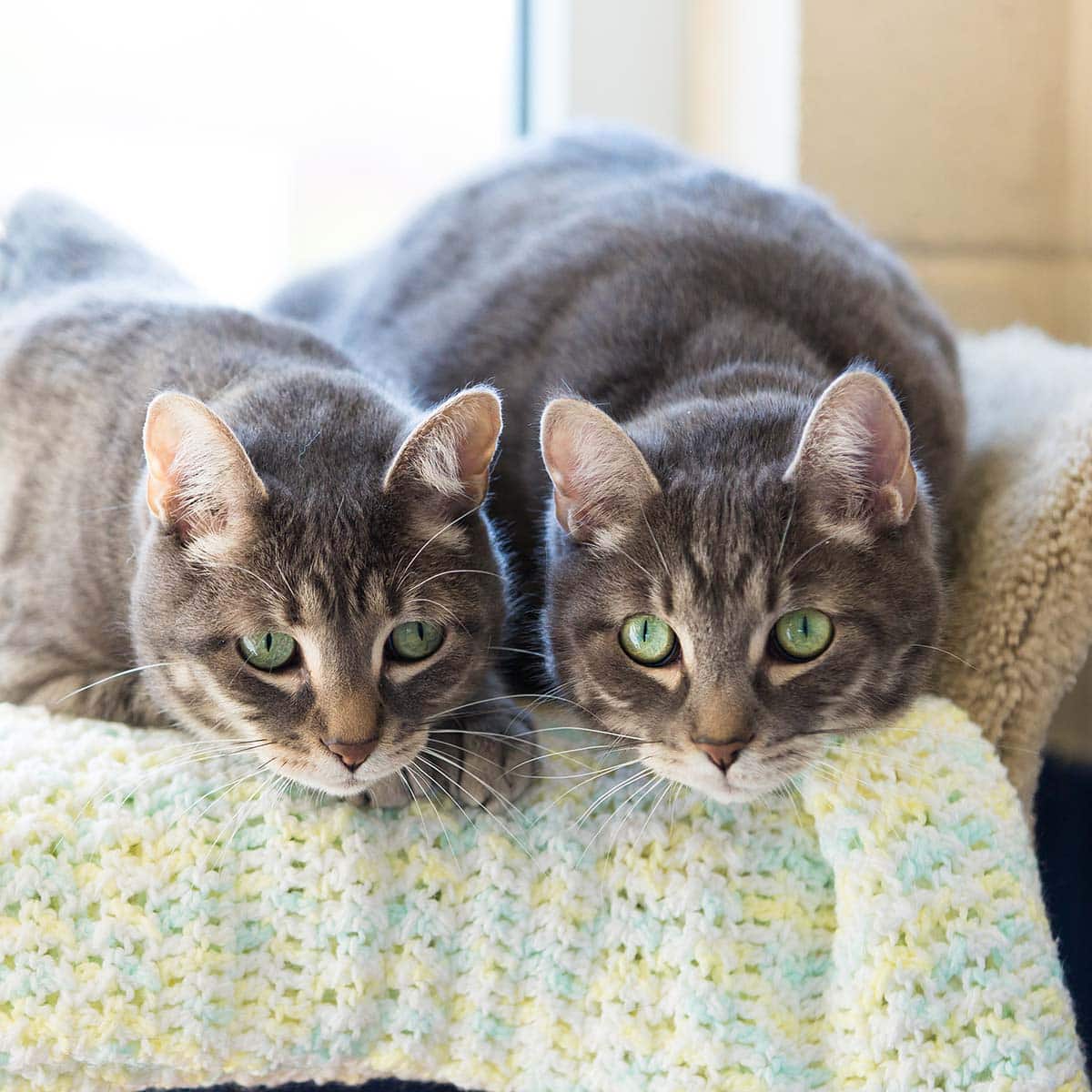 two grey tabby cats side by side