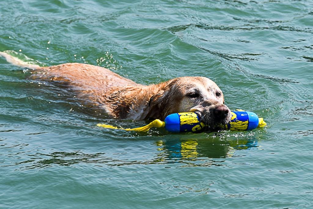 dog swims in water with toy in mouth