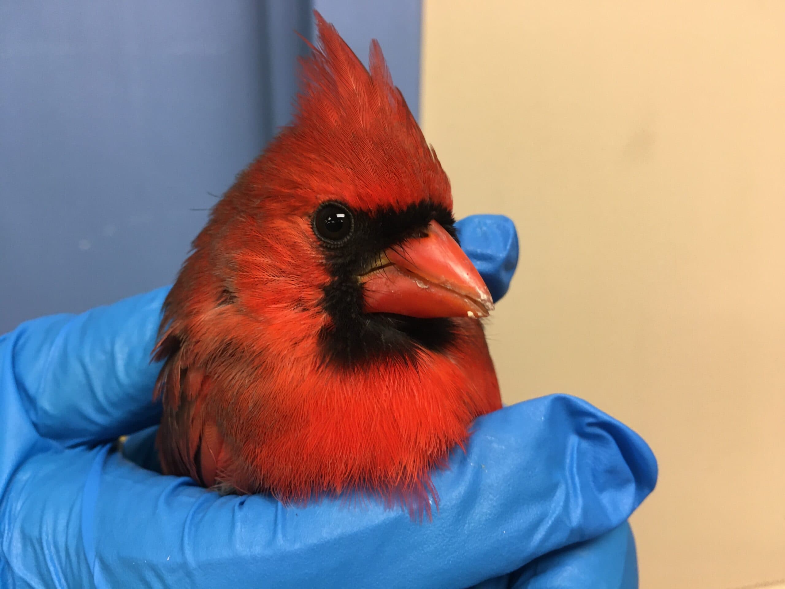 Bright red cardinal
