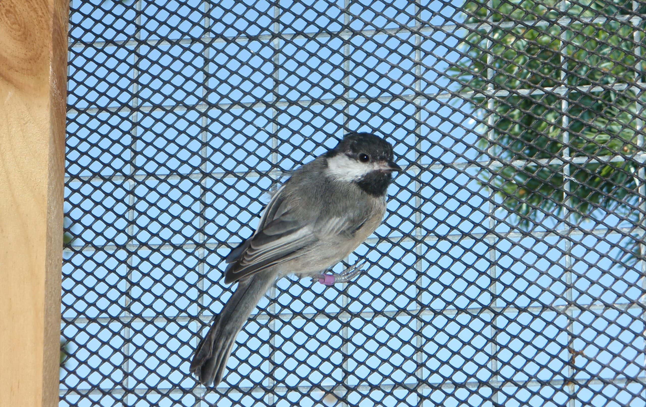 small bird clings to fencing inside recovery enclosure at WHS