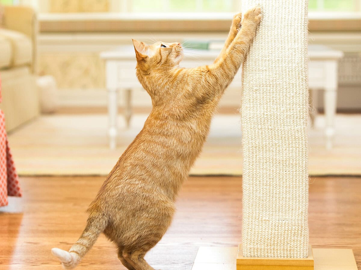 Scratching and Clawing