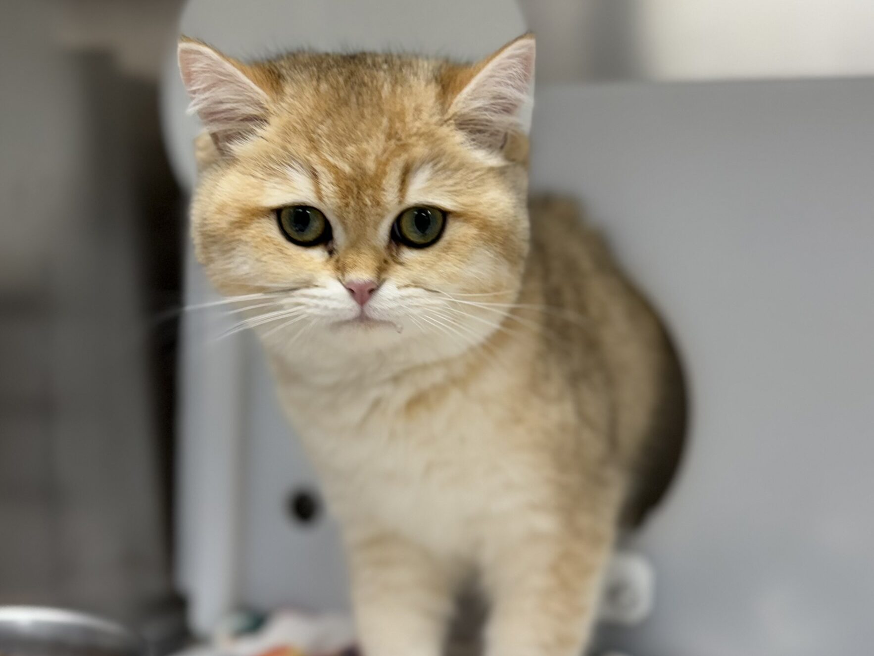 Socializing a Fearful Kitten