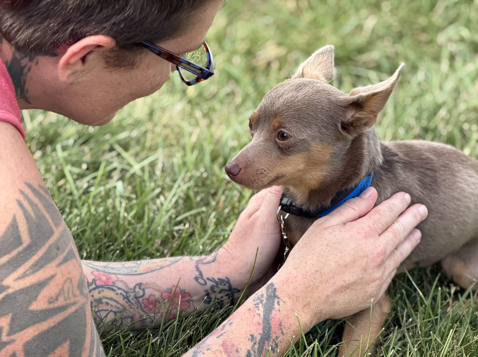 person gently petting small dog in grass