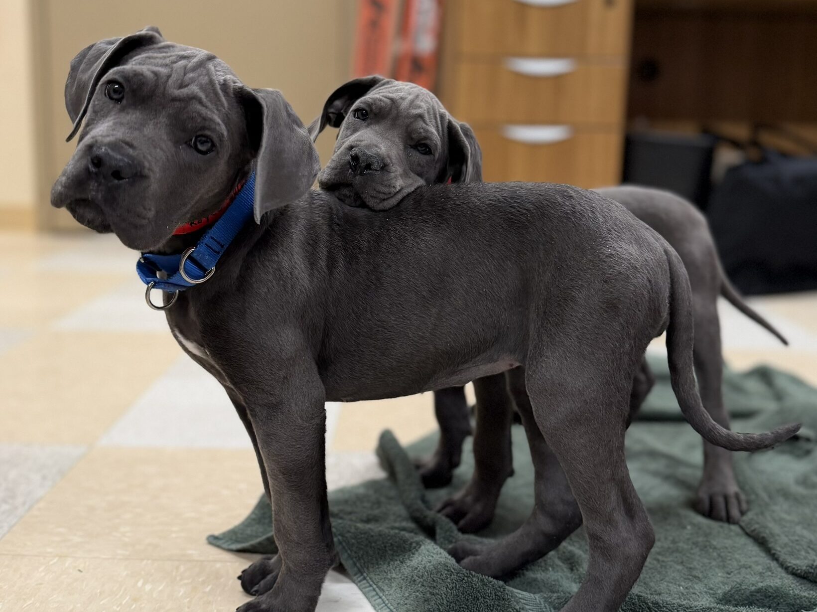 Mouthiness and Play-biting in Puppies