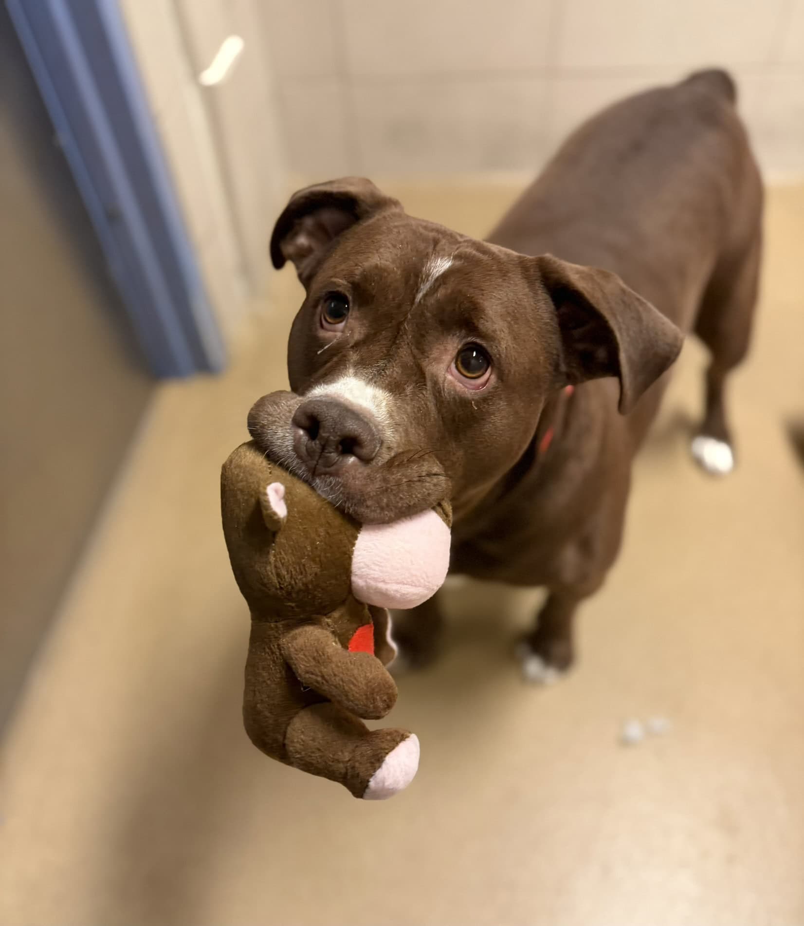 dog holds toy in mouth