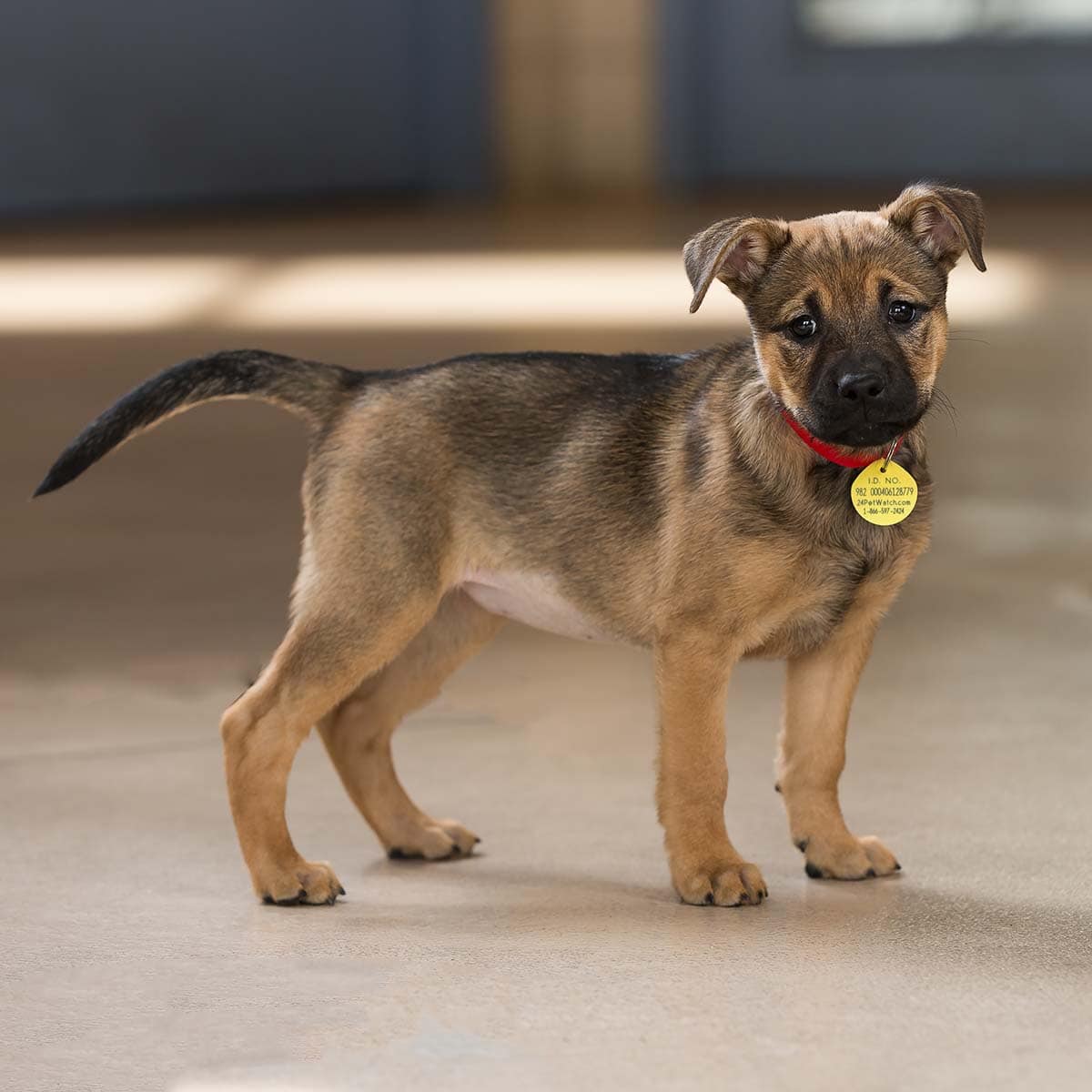 brown and tan puppy indoors