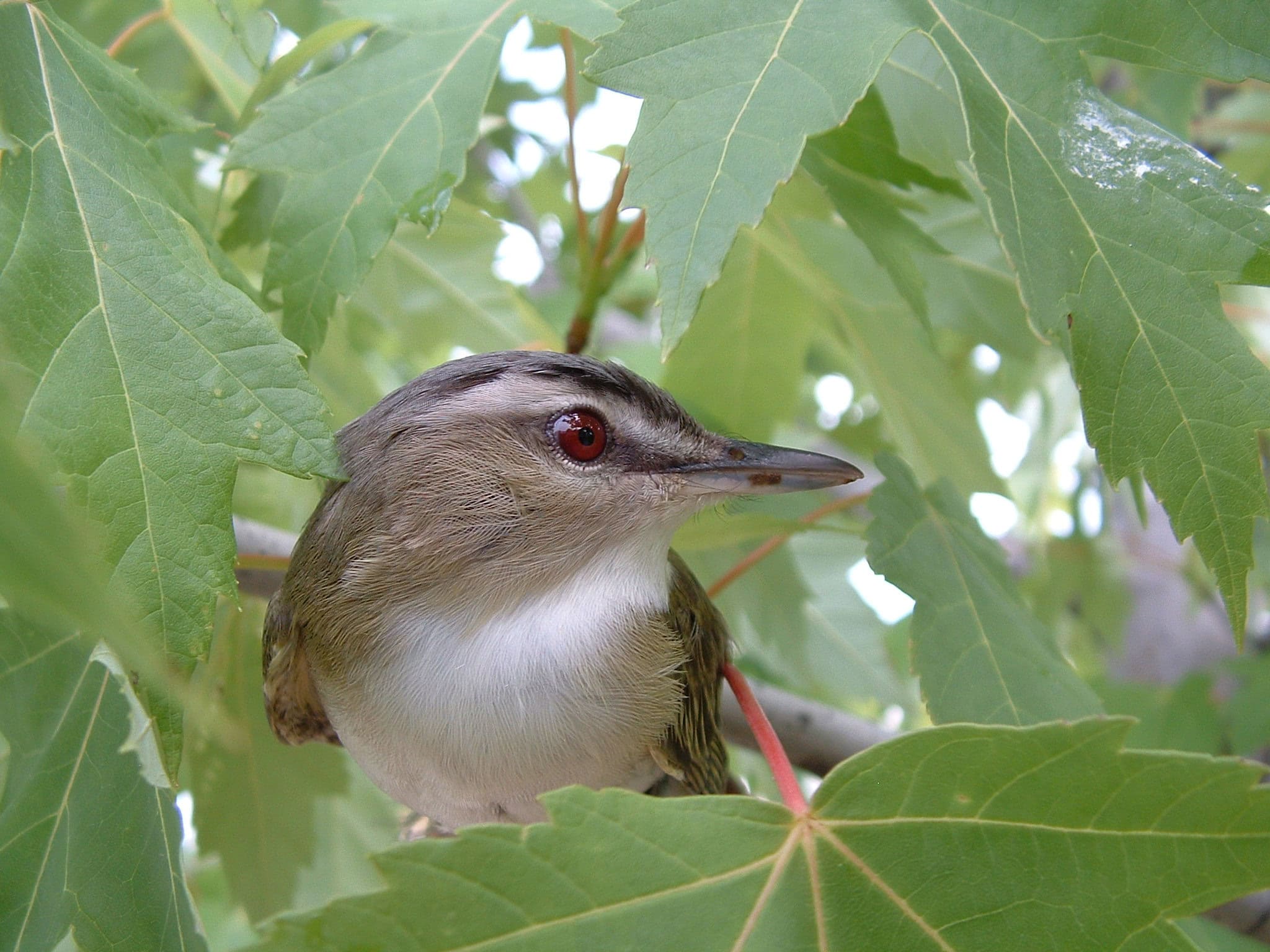Vireo bird