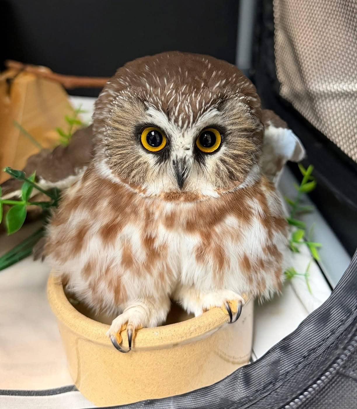 Owl in our Wildlife Hospital