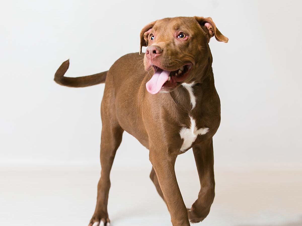 Setting Your New Dog up for Success